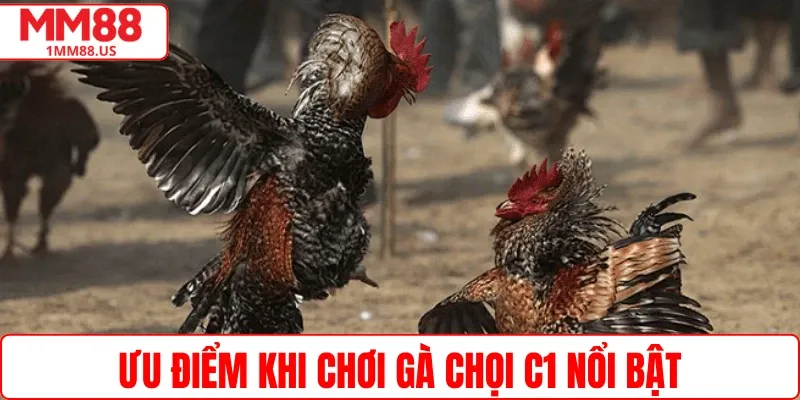 Ưu điểm khi chơi gà chọi C1 nổi bật